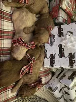 Upcoming Litter: Christmas pups! Ruby and Cooper Baby, a  Goldendoodle for sale in Grand Blanc, MI – 2 of 6