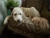 Upcoming Litter: Christmas pups! Lady and Draper, a  Goldendoodle for sale in Grand Blanc, MI – 3 of 6