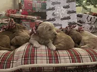 Upcoming Litter: Christmas pups! Lady and Draper, a  Goldendoodle for sale in Grand Blanc, MI – 2 of 6