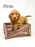 Upcoming Litter: Christmas pups! Ruby and Cooper Baby, a  Goldendoodle for sale in Grand Blanc, MI – 5 of 6
