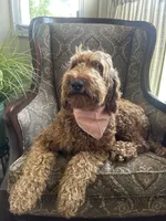 Upcoming Litter: Christmas pups! Ruby and Cooper Baby, a  Goldendoodle for sale in Grand Blanc, MI – 3 of 6