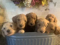 Upcoming Litter: Christmas pups! Lady and Draper, a  Goldendoodle for sale in Grand Blanc, MI – 6 of 6