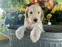 Upcoming Litter: Christmas pups! Lady and Draper, a  Goldendoodle for sale in Grand Blanc, MI – 4 of 6