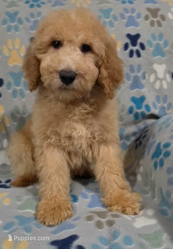 Bob – Goldendoodle puppy for sale in Mesa, AZ