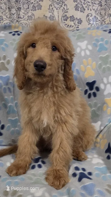 Brownie – Goldendoodle puppy for sale in Mesa, AZ