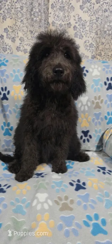 June – Goldendoodle puppy for sale in Mesa, AZ