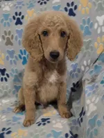 Fonzy, a male Goldendoodle for sale in Mesa, AZ – 3 of 3
