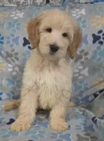 Duke, a male Goldendoodle for sale in Mesa, AZ – Photo 3 of 3