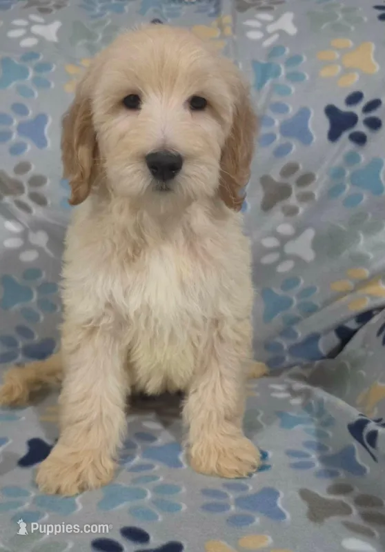 Duke – Goldendoodle puppy for sale in Mesa, AZ