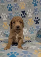 Bob, a male Miniature Goldendoodle for sale in Mesa, AZ – 2 of 3
