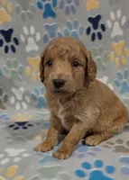 Bob, a male Miniature Goldendoodle for sale in Mesa, AZ – 3 of 3