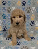Noodle, a male Goldendoodle for sale in Mesa, AZ – 5 of 6