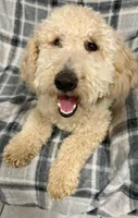Roger, a male Miniature Goldendoodle for sale in Mesa, AZ – 2 of 2