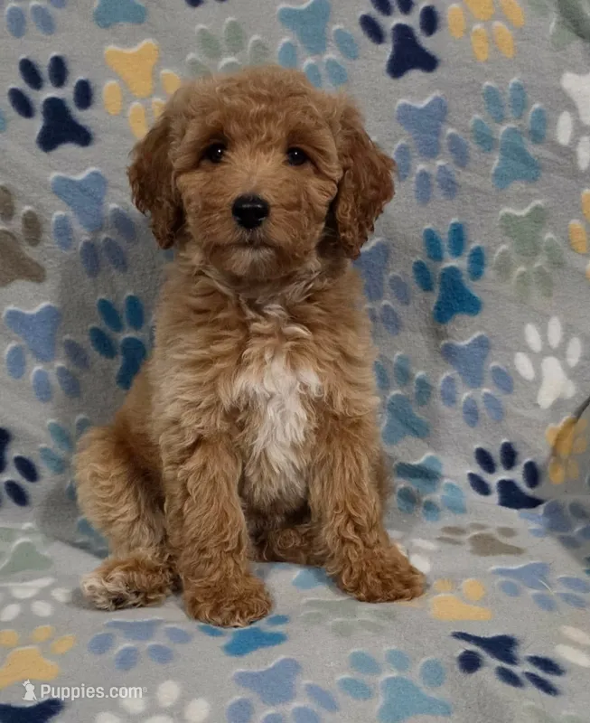 Lilly – Miniature Goldendoodle puppy for sale in Mesa, AZ