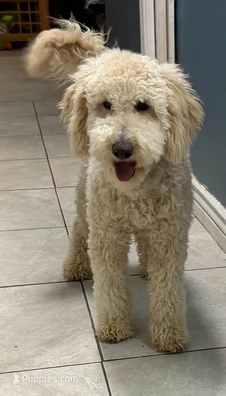 Roger – Miniature Goldendoodle puppy for sale in Mesa, AZ