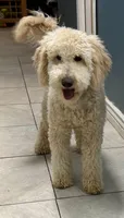 Roger, a male Miniature Goldendoodle for sale in Mesa, AZ – 1 of 2
