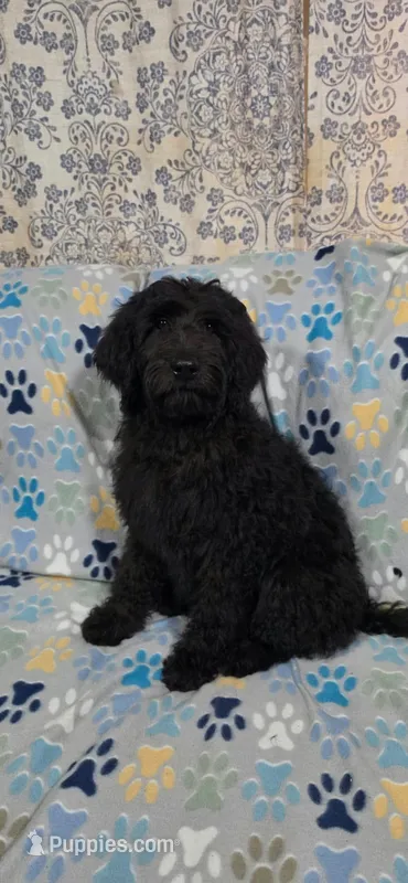 Stanley – Goldendoodle puppy for sale in Mesa, AZ