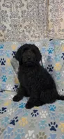Stanley, a male Goldendoodle for sale in Mesa, AZ – 1 of 3
