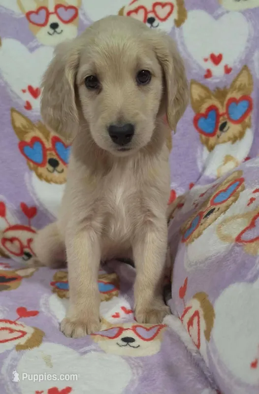 Dane – Goldendoodle puppy for sale in Mesa, AZ