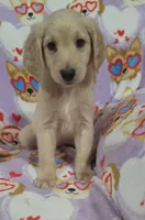 Dane, a male Goldendoodle for sale in Mesa, AZ – Photo 1 of 5