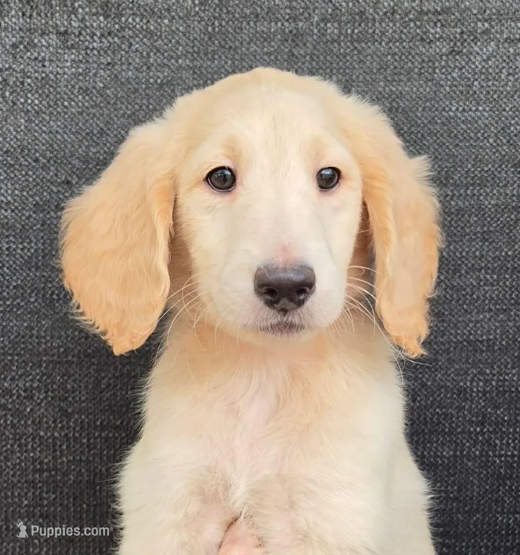 Dane – Goldendoodle puppy for sale in Mesa, AZ