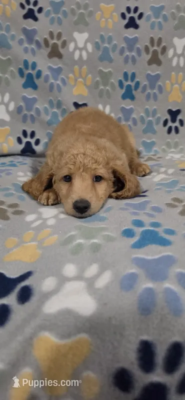 Dane – Miniature Goldendoodle puppy for sale in Mesa, AZ
