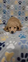 Dane, a male Goldendoodle for sale in Mesa, AZ – 1 of 4