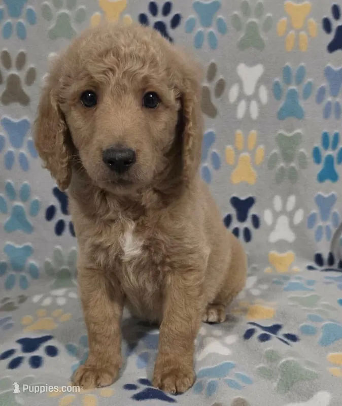 Fonzy – Miniature Goldendoodle puppy for sale in Mesa, AZ