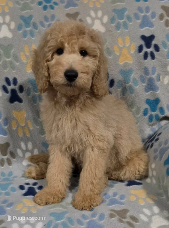 Noodle – Goldendoodle puppy for sale in Mesa, AZ