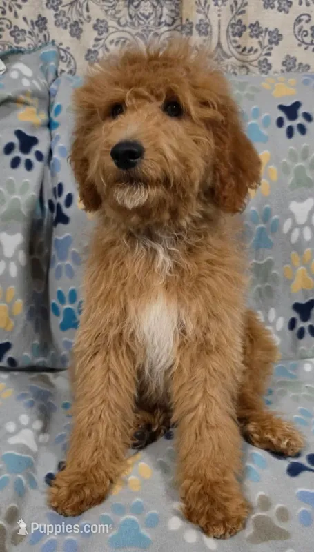 Lilly – Goldendoodle puppy for sale in Mesa, AZ