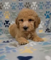 Bob, a male Goldendoodle for sale in Mesa, AZ – 3 of 8