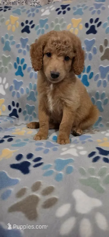 Barnie – Goldendoodle puppy for sale in Mesa, AZ