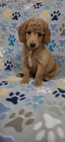 Barnie, a male Goldendoodle for sale in Mesa, AZ – 3 of 7