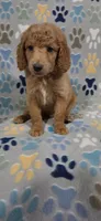 Barnie, a male Goldendoodle for sale in Mesa, AZ – 5 of 7