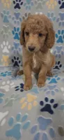 Barnie, a male Goldendoodle for sale in Mesa, AZ – 7 of 7