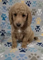 Fonzy, a male Goldendoodle for sale in Mesa, AZ – 3 of 6