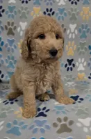 Noodle, a male Goldendoodle for sale in Mesa, AZ – 4 of 6