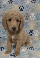 Fonzy, a male Goldendoodle for sale in Mesa, AZ – 4 of 6