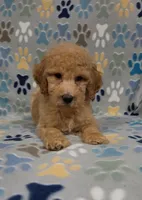 Bob, a male Goldendoodle for sale in Mesa, AZ – 5 of 8