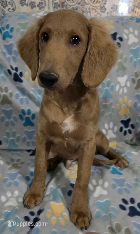 Barnie – Goldendoodle puppy for sale in Mesa, AZ