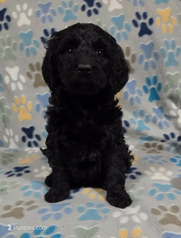 Dood – Goldendoodle puppy for sale in Mesa, AZ