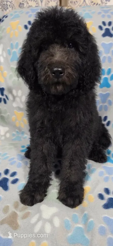 June – Goldendoodle puppy for sale in Mesa, AZ