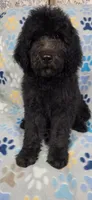 June, a female Goldendoodle for sale in Mesa, AZ – 1 of 4