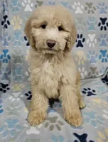 processed/eb9f4121-119d-42e7-ad99-7cb660aae49f/listing/3536cda1-8d40-466c-a1cc-88731758e5e2/0414c975-ca06-4be8-accf-85175150d024