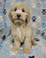 processed/eb9f4121-119d-42e7-ad99-7cb660aae49f/listing/3536cda1-8d40-466c-a1cc-88731758e5e2/684c1a03-22bf-45bb-bd77-de5b0bc8d40c