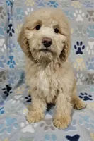 processed/eb9f4121-119d-42e7-ad99-7cb660aae49f/listing/3536cda1-8d40-466c-a1cc-88731758e5e2/f77468e1-508d-451d-9a4a-b576ecbec576