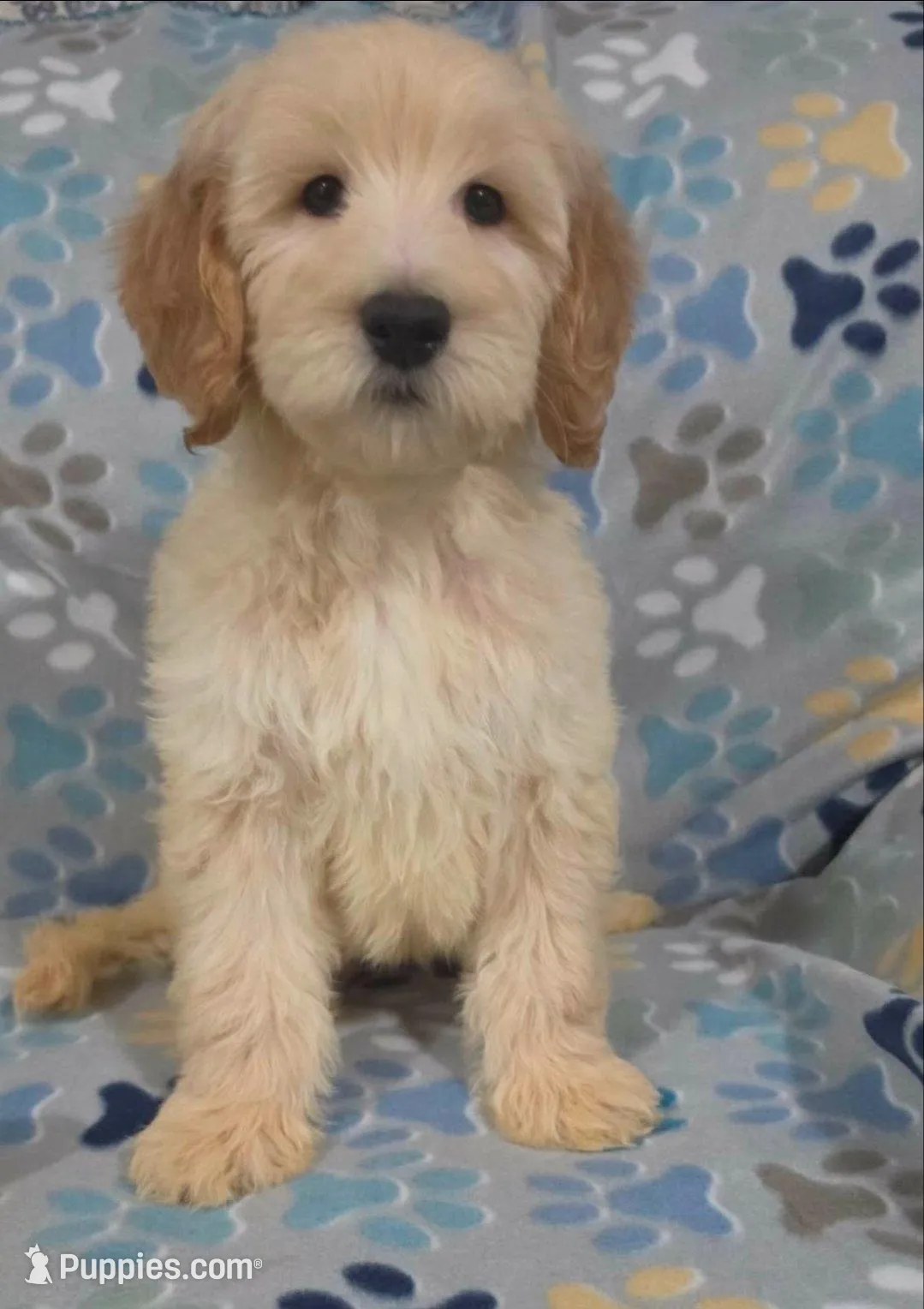 Duke, a male Goldendoodle for sale in Mesa, AZ – Photo 2 of 3