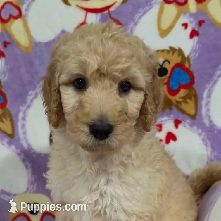 Lilly – Goldendoodle puppy for sale in Mesa, AZ