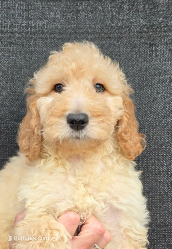 Lilly – Goldendoodle puppy for sale in Mesa, AZ