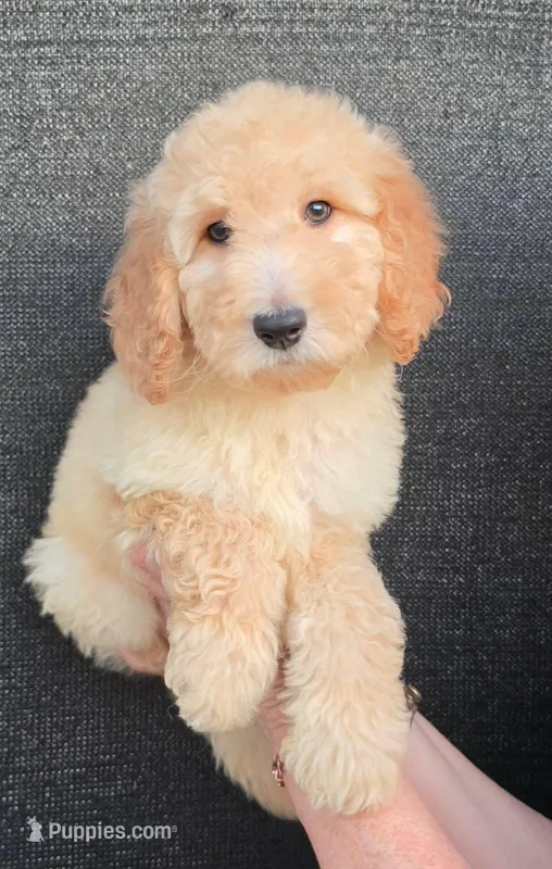 Lilly – Goldendoodle puppy for sale in Mesa, AZ